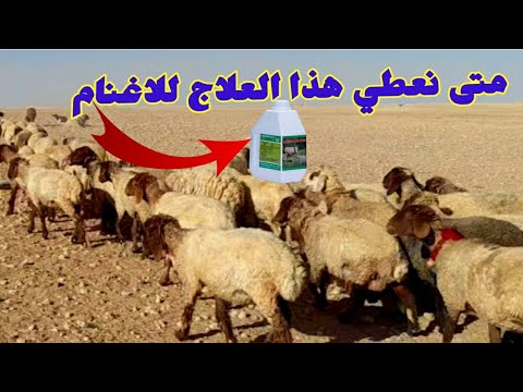 فيديو: أي نوع من Dewormer هل الأطباء البيطريون إعطاء الكلاب؟