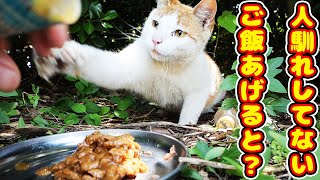 人馴れしていないさくらねこたちと野良猫にご飯あげたら・・・