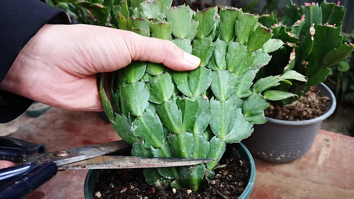 蟹爪蘭花謝後，修不修剪，對發芽影響有多大？看我這3盆就知道了 - 天天要聞