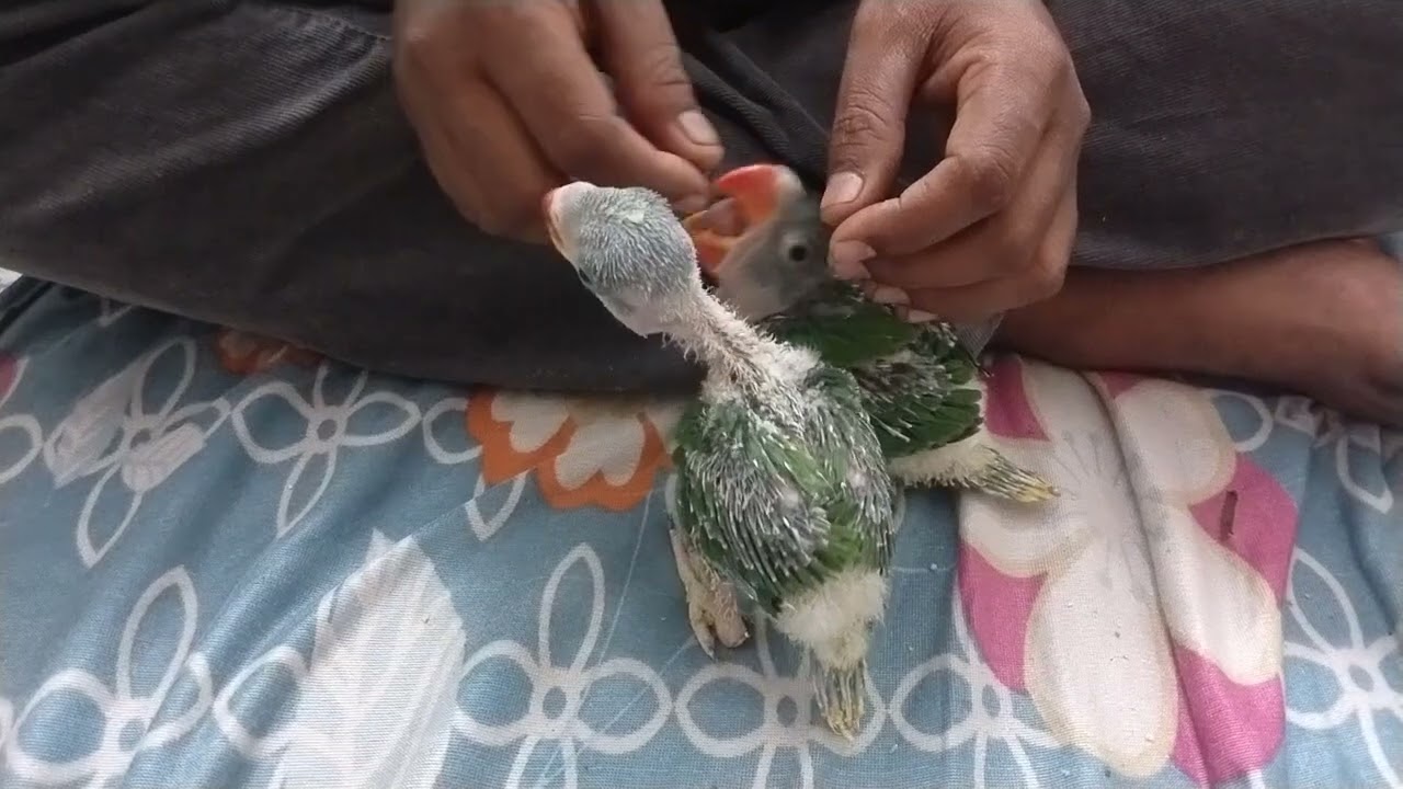 #parrot baby pahadi Bina paison Ke Le sakte hai