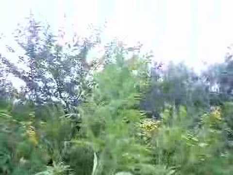 Jamaican Pearl + Bounty #1 - YouTube