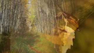 Brzozy- Ewa P _  Aniołeczek