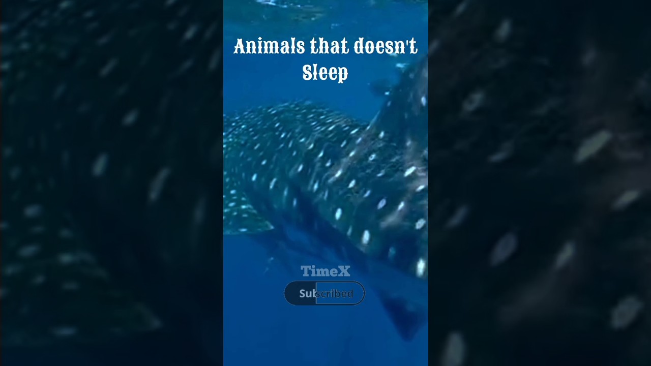Animals that doesn't sleep | 