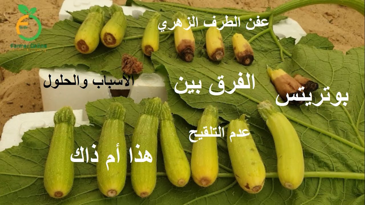 مشاكل ثمار الكوسة مع الشرح الكامل Diseases affecting zucchini fruits and their treatment