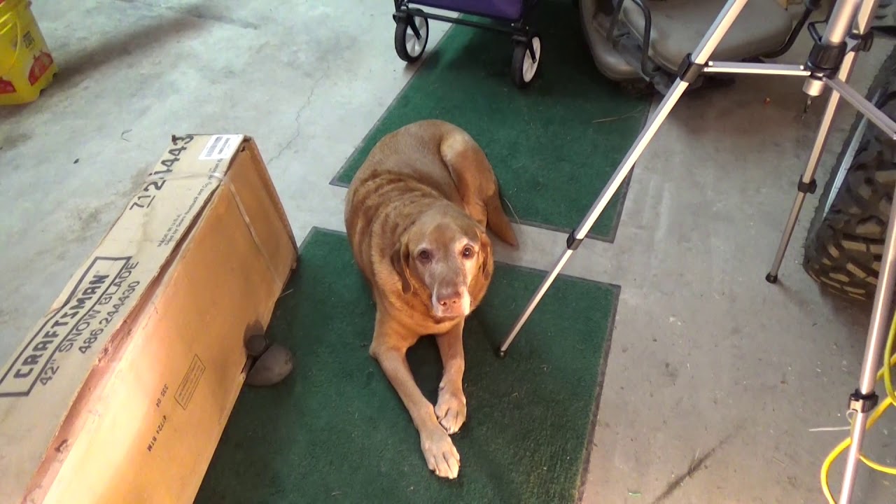 05 yamaha rhino 660 engine rebuild YouTube