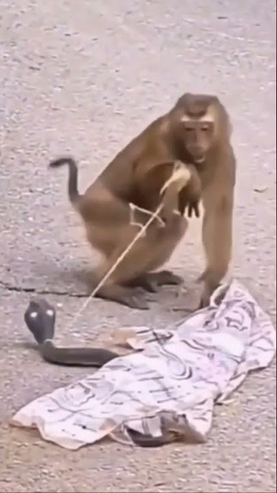 Prank Monyet