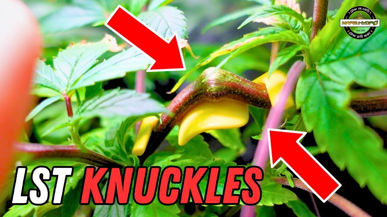 LST KNUCKLES STRONG PLANTS! 🔥 | Seed to Harvest Series | Mars Hydro