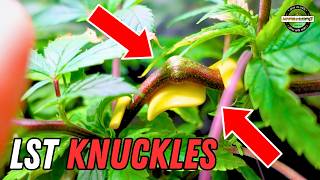 LST KNUCKLES STRONG PLANTS! 🔥 | Seed to Harvest Series | Mars Hydro