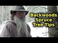 Useful Backwoods Tips On The Spruce Tree