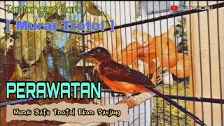 💥 Merawat Murai Batu Trotol Ekor Panjang JATI-13   #1 💥👍👍