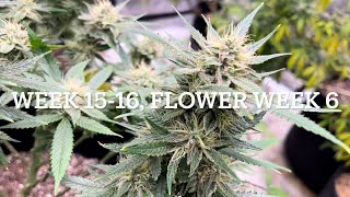 #420GTGT Afgoo OD - week 15-16, flower week 6