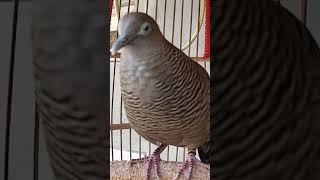 Download Lagu The turtledove's voice is very special, 100% automatic  #shorts MP3