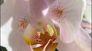Обзор моей новой красавицы. Орхидея бабочка🤍 Немного новостей с моих подоконников 😉