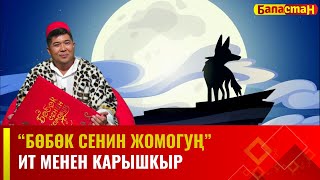 Ит менен карышкыр | БӨБӨК СЕНИН ЖОМОГУҢ | 24.11.2023