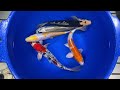 10-12" Premium Grade Koi from Blue Ridge Koi