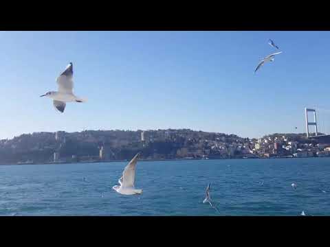 راغب علامة دلعونا