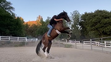 How to rear a horse on cue from bareback