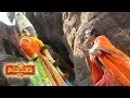 Paandurangadu Movie - Neela Megha Video Song - Bala Krishna,Sneha