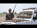 Common quail hunting in pakistan   batair ka shikar with gun  malik sarfraz khokhar