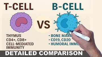 T Cells vs B Cells | Immunology Crash Course