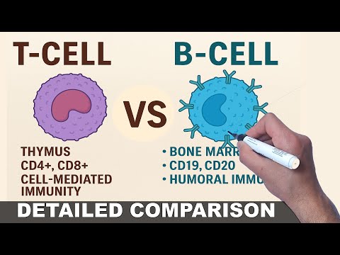 T Cells B And Cells