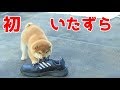 【柴犬子犬】てんちゃん、初めてのいたずら 太郎の犬モノガタリ#10