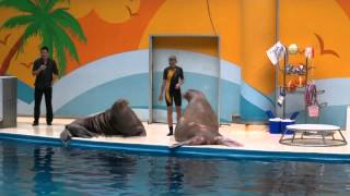 The walruses Sara and Lelik, Istanbul Dolphinarium, 2011