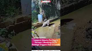 Leopard Attacks Pet Dog In Pernem Shocking Cctv Footage Triggers Fear In Locals