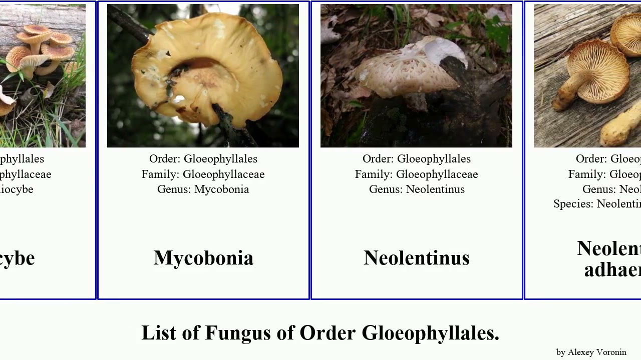 Fungus of Order Gloeophyllales gloeophyllum neolentinus luna odoratum Veluticeps Heliocybe