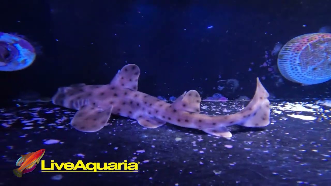 Check Out Our New Horn Shark!