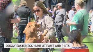 Paws and Pints hosts Easter egg hunt for dogs