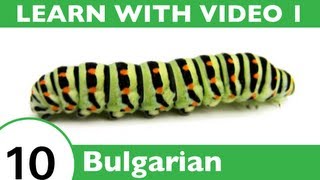 ⁣Learn Bulgarian - Oh, What a Tangled Web We Weave, When We Teach Bulgarian Insect Vocabulary!