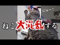 盗み食いをしようとした猫、地獄を見る… #Shorts