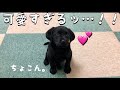 【お迎え初日】黒ラブラドールレトリバー子犬がやってキタァ！-Too cute Labrador puppy Came to my house-