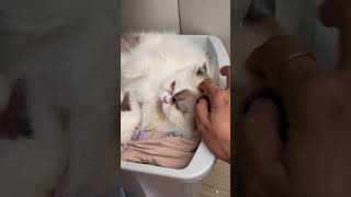 How Many Taps Cat Need  catshorts cat funnycats fyp