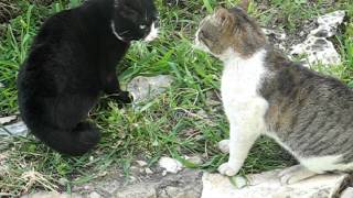 חתולים מייללים - Cats howling