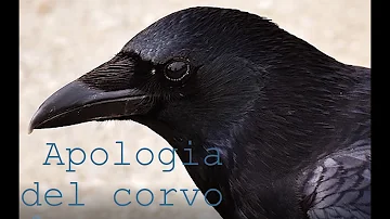 Che uccello è il corvo?