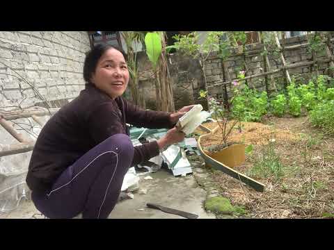 Video: Hướng Dẫn Làm Vườn Rau Khu 3 - Mẹo Làm Vườn Rau Ở Khu 3