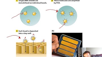 Genomes and Genomics (Chapter 14)