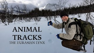 ANIMAL TRACKS // The Eurasian LYNX in Northern NORWAY by Alfred Lucas 253 views 2 years ago 17 minutes