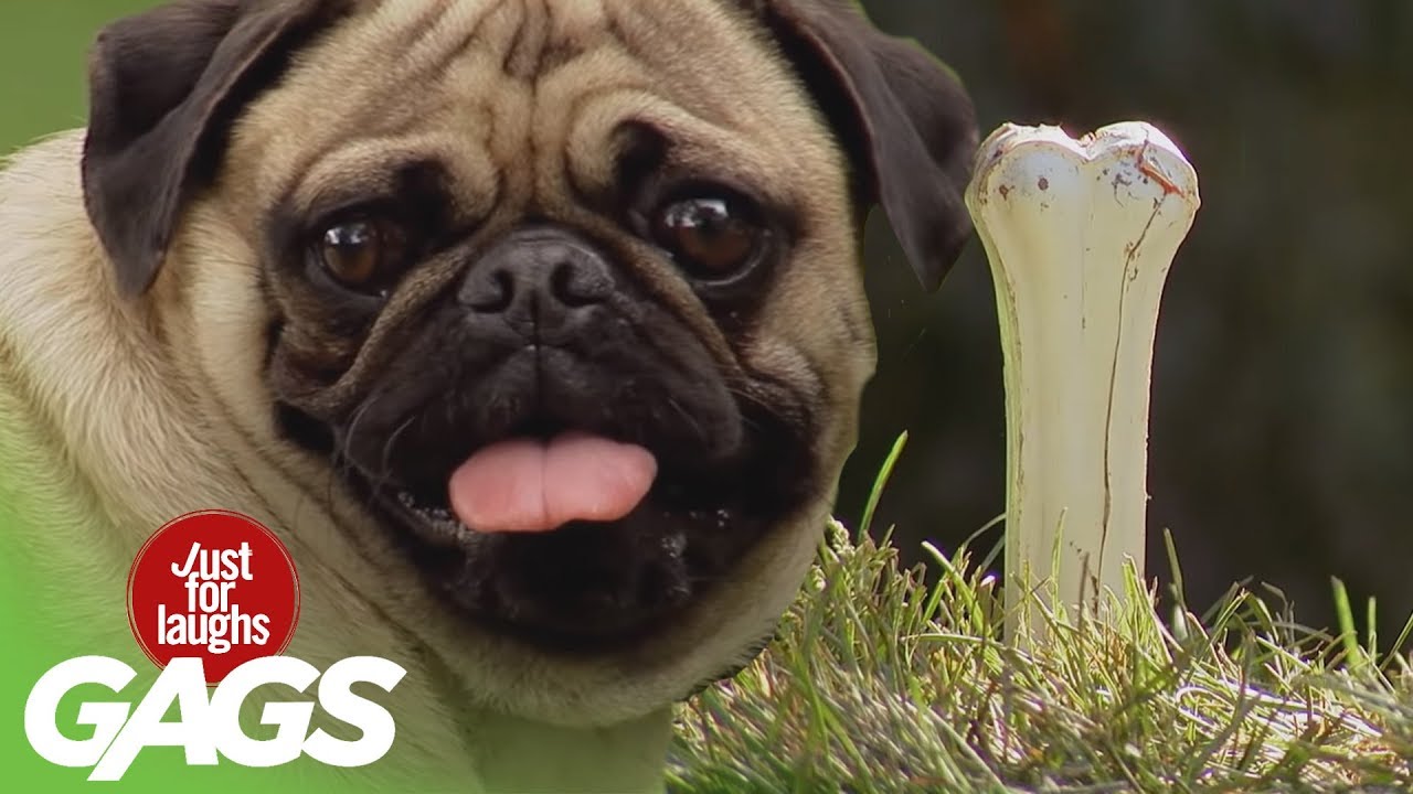 Dogs Get Pranked! - Best of Just for Laughs Gags