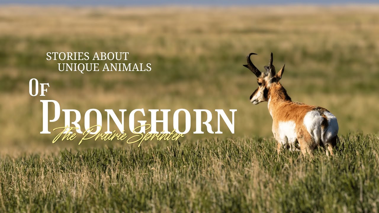 Why This Animal Runs 60 MPH When Nothing Is Chasing It