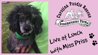 ADOPTED Live at Lunch with Miss Priss