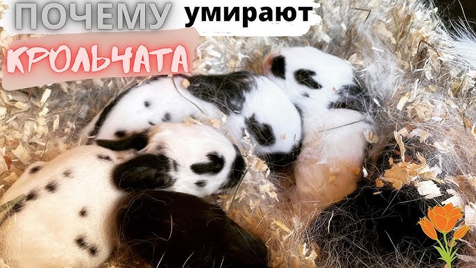 Пропайка кроликов для профилактики: рекомендации и советы >> Кролики ...