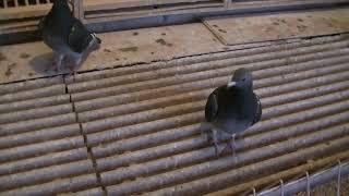 Aarden & Meulemans Wdowce w parach