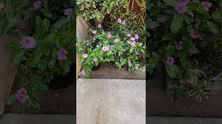 Vinca Plant