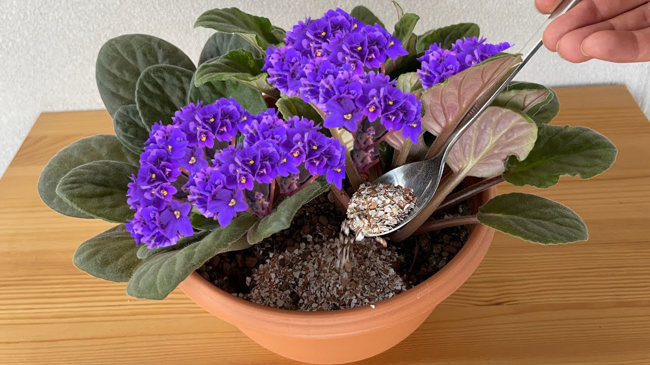 Вылейте это один раз на фиолетовую почву осенью! Пусть цветет весь год