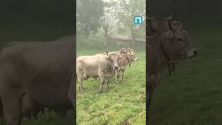 Sin reciella no habría Gamonéu del puertu