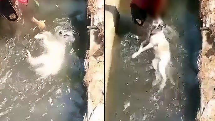 Please Stop", The Puppy Cried Helplessly While was Drowning, the Owner was  Enjoying That - YouTube