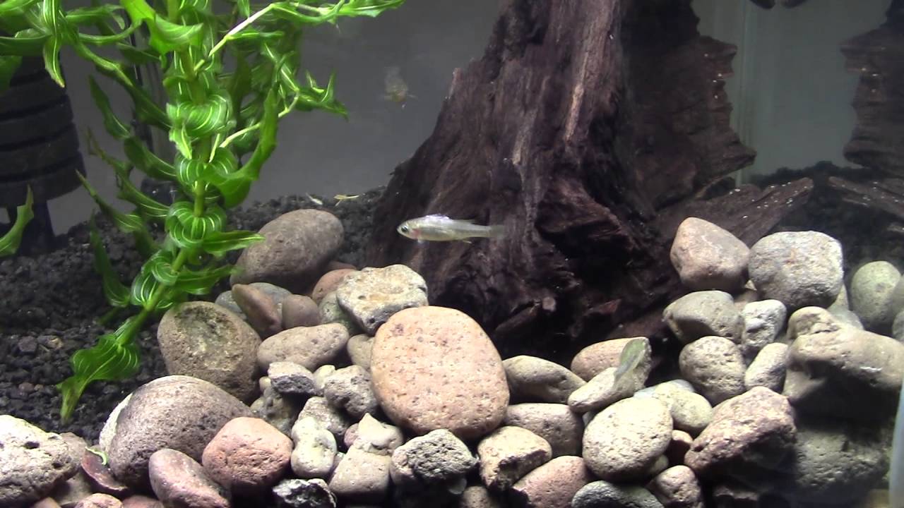 Balsas Splitfin Sept 2016